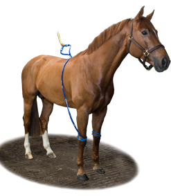 Equine-Legcooler-Base-Plus