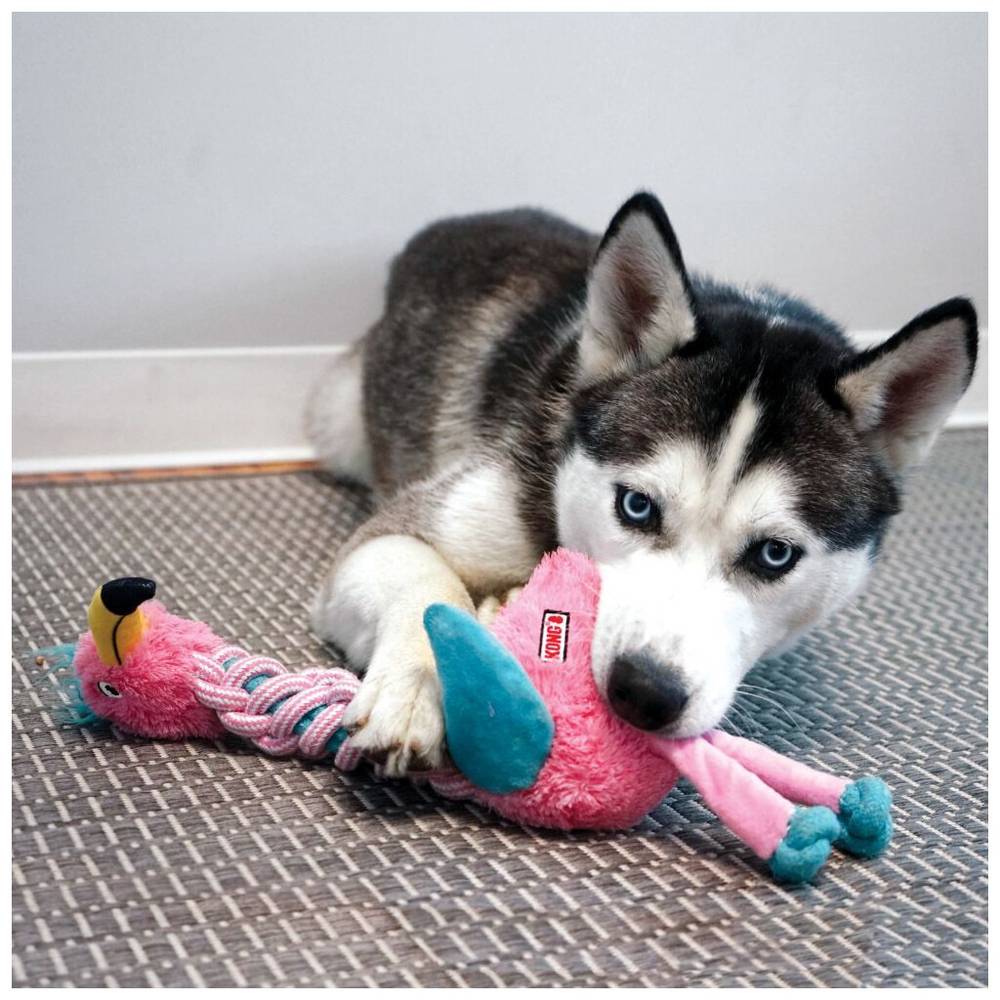 KONGNKW11E-3-download