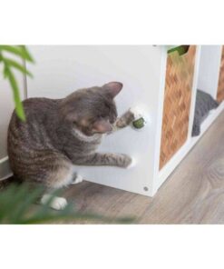 PHO-PRO-USE-42242-3-SALL-AWK-V1