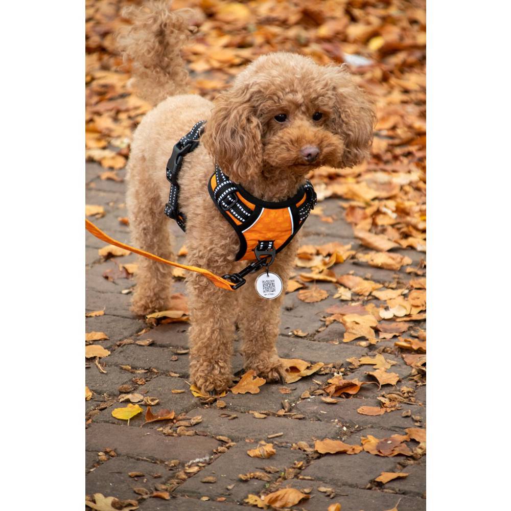 SPOT0015A-6-download