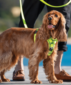 Screenshot-2022-09-08-at-13-34-25