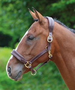 Screenshot-2022-09-21-at-11-50-45