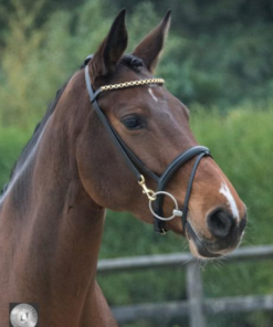 Screenshot-2023-03-15-at-19-27-23