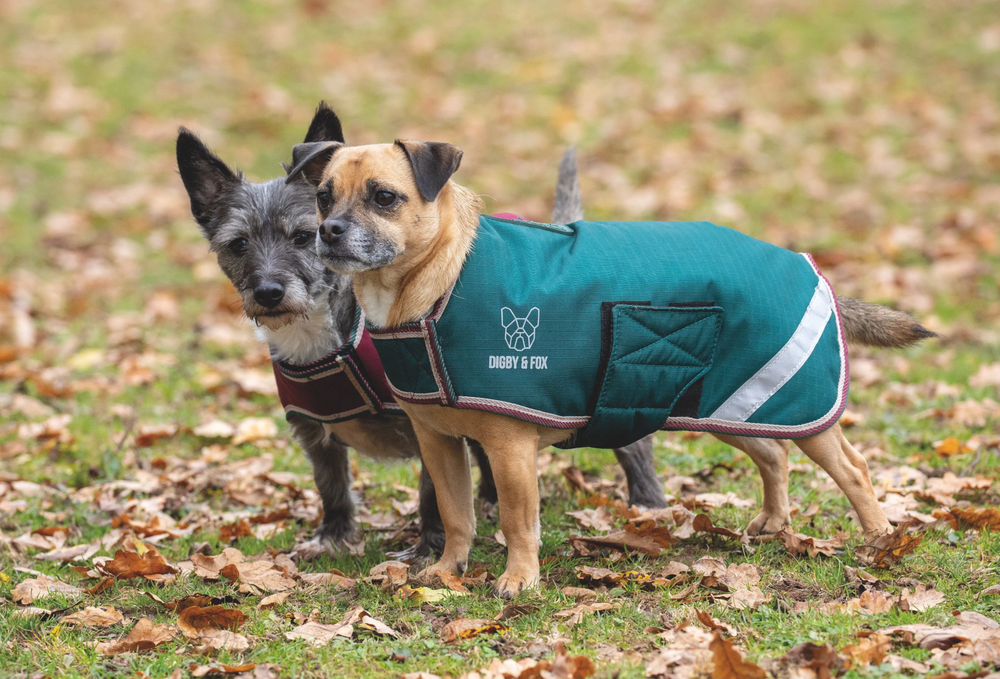 Screenshot-2023-11-11-at-10-38-47