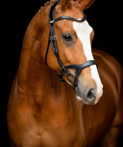 Screenshot-2024-12-09-at-12-37-37