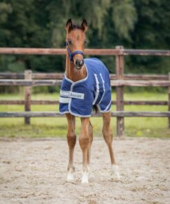 foal-rug-520-600x813