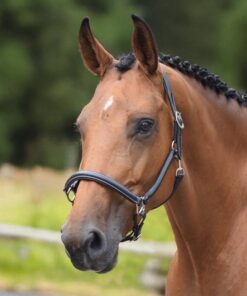 grooming-halter-one-collection