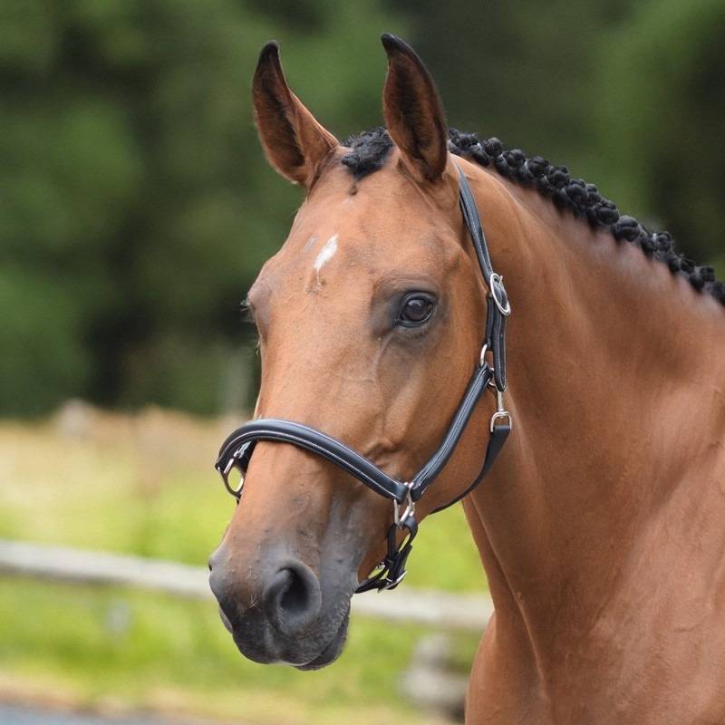 grooming-halter-one-collection