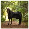 muscle-therapy-chevaux-equisea8-1